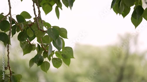 Close up of vibrant green leaves on slender branches against blurred natural background. Soft diffused lighting highlights leaf texture veins. Calm serene mood with shallow depth of field