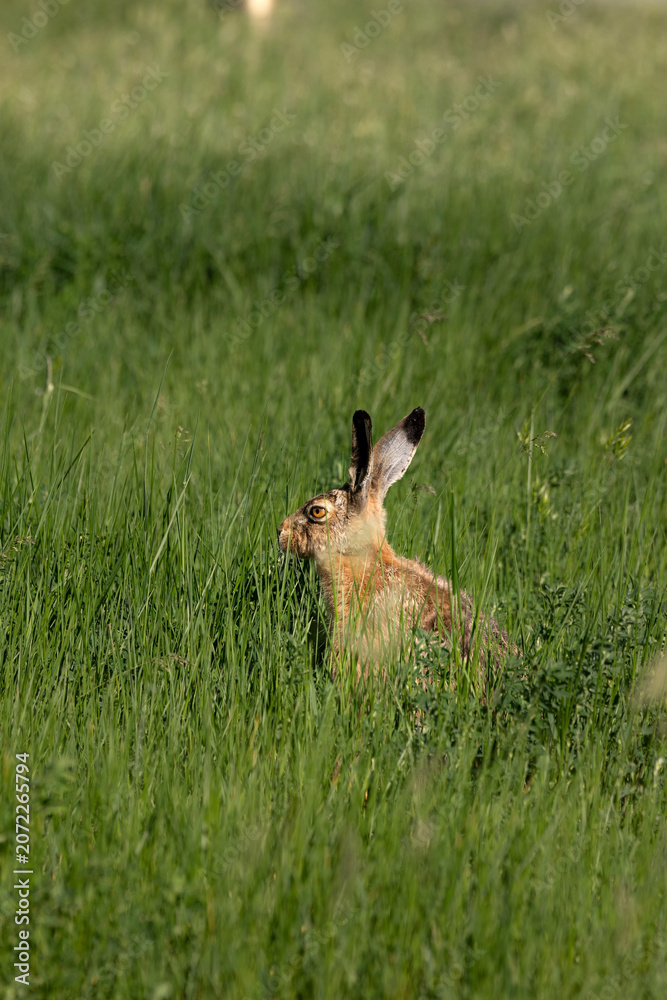 Naklejka premium rabbit in the grass