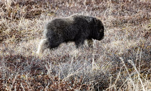 Musk Ox in Alaska