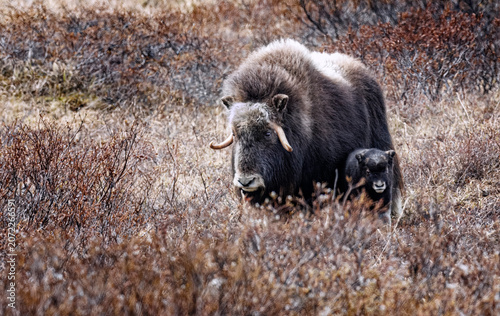 Musk Ox in Alaska