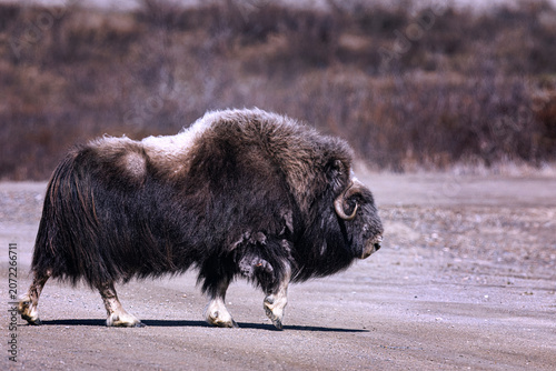 Musk Ox in Alaska