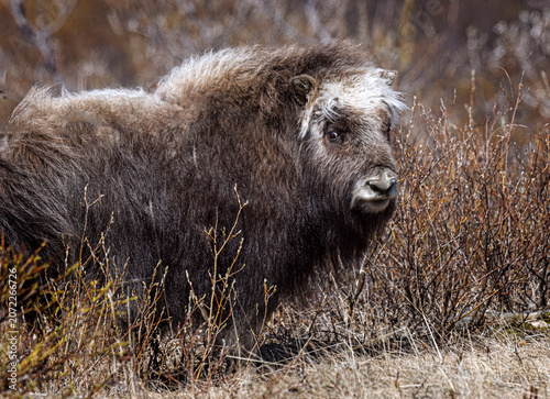 Musk Ox in Alaska