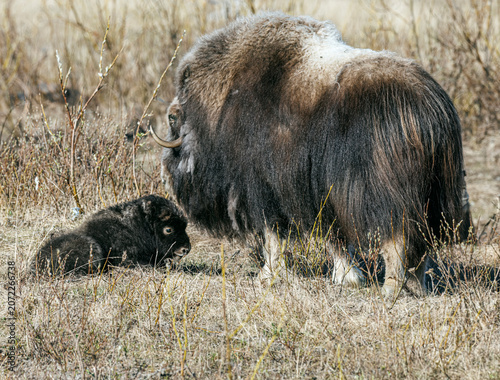 Musk Ox in Alaska