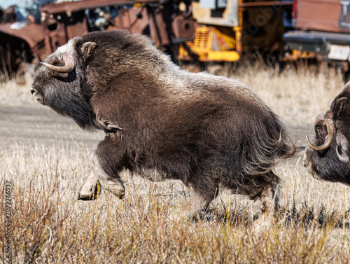 Musk Ox in Alaska