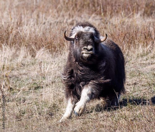 Musk Ox in Alaska