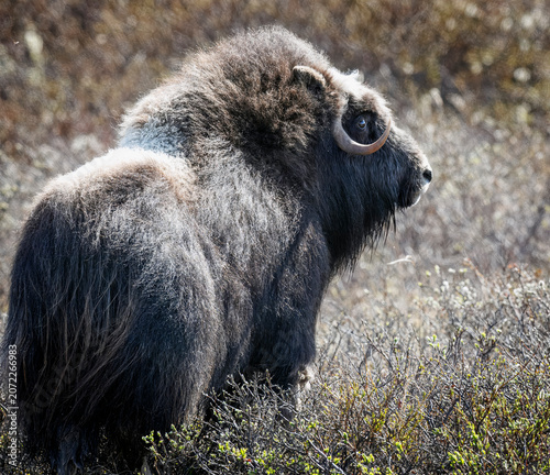 Musk Ox in Alaska