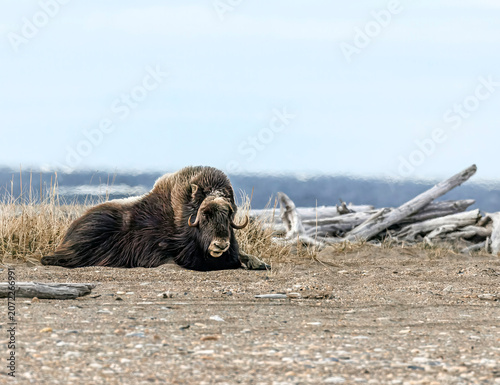 Musk Ox in Alaska
