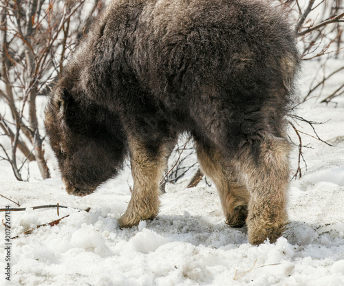 Musk Ox in Alaska