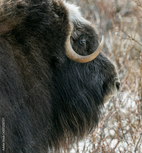 Musk Ox in Alaska