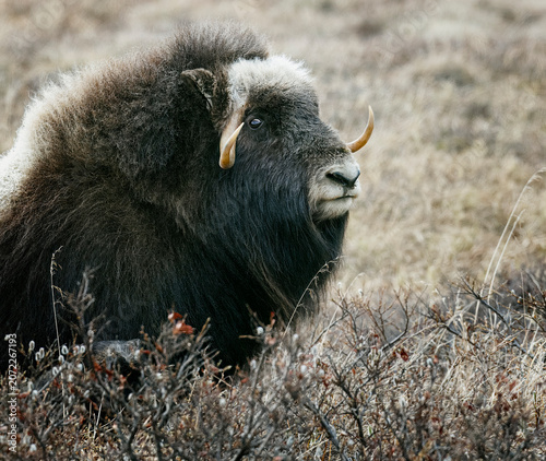 Musk Ox in Alaska