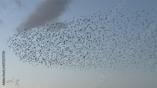 Large flock of birds flying in the sky slow motion of starling murmuration UK 4K