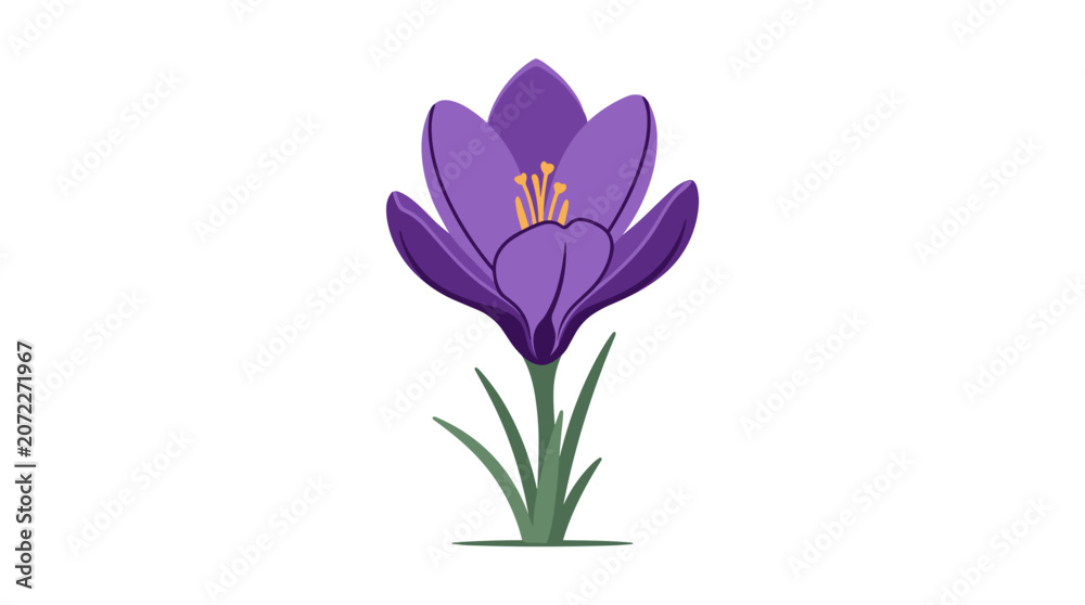 Fototapeta premium Single purple crocus flower with green leaves and stem isolated on white background