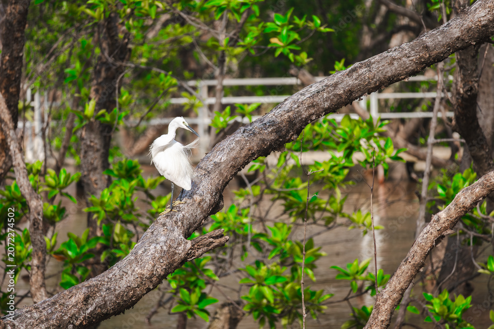 Obraz premium A graceful little egret grooming its feathers while perched on a large tree branch in a lush mangrove forest. This serene nature shot captures wildlife behavior and coastal biodiversity perfectly.