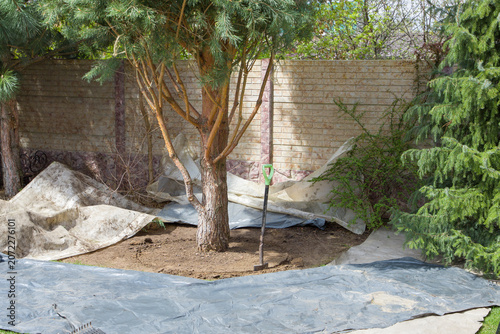 Photos The process of digging up a large tree. Landscaping.