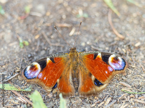 Vászonkép Peacock butterfly on the ground among the grass