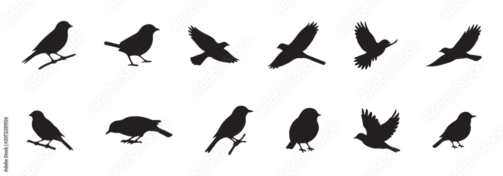 Fototapeta premium set of silhouettes of birds
