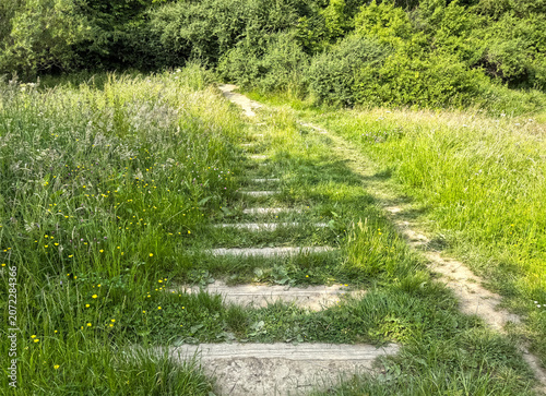 Steps edged with lush grass and yellow wildflowers descend toward dense woodland, sunlight casting soft, tranquil shadows in the Great Horton Country Park, Bradford, UK.