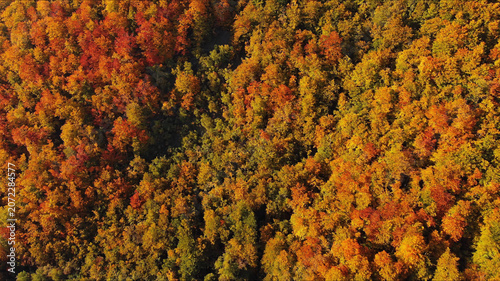 Aerial view of a stunning autumn forest from above