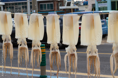 Obraz na plátně Dried squid hanging on a line to cure in the sun, a traditional Korean delicacy