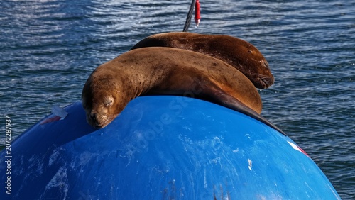 Sleeping sea lions