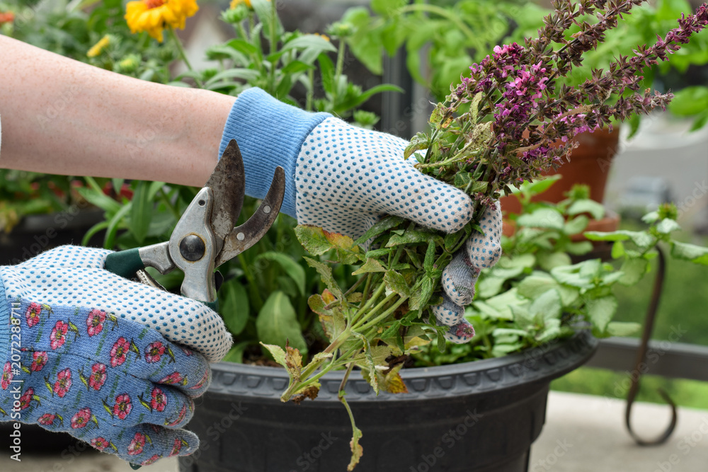 Fototapeta premium Side view close-up showing gloved hand holding bunch of cut salvia stems with powdery mildew and pruning shear over container garden