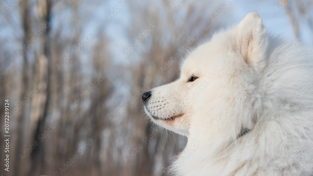 Fototapeta premium Fluffy samoyed dog sitting in sunny winter snow. 