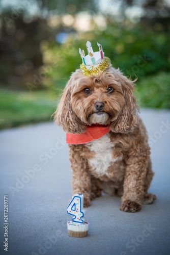 Cavapoo puppy celebrating her birthday