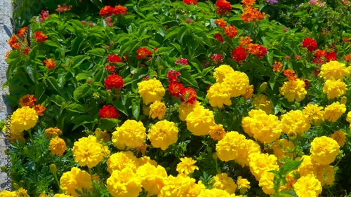 Bright yellow and red marigolds are blooming in the garden. Beautiful yellow and red marigolds create a colorful spectacle with beautiful butterflies