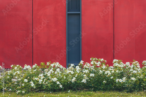 White flowers in front of a red modern building facade