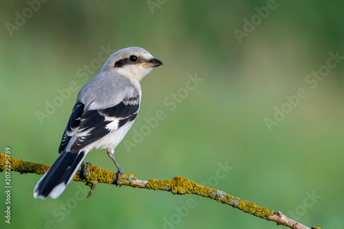Foto Northern Shrike Perched on Lichen-Covered Branch