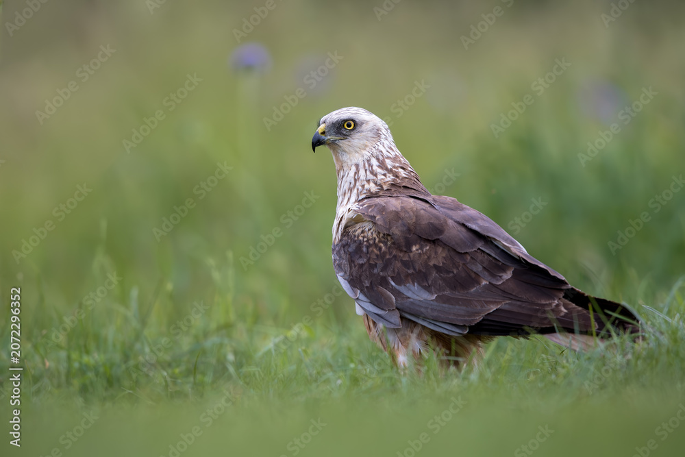 Fototapeta premium Western Marsh Harrier Resting in Meadow