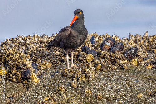 Black Oystercatcher
Cannon Beach, Oregon
