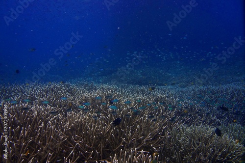 Melissas garden dive site, Raja Ampat