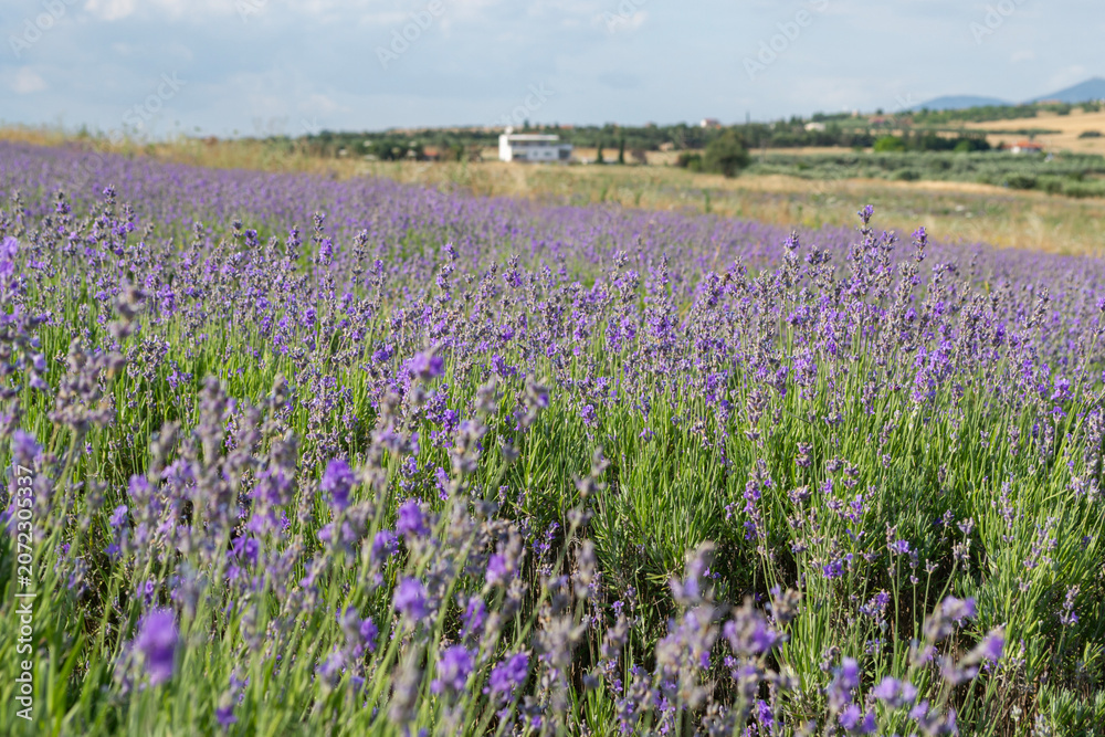 Fototapeta premium Lavender Field and Rural Countryside Landscape in Summer 