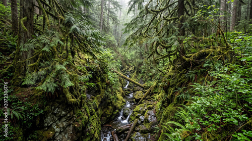 Deep Ravine In A Pacific Northwest Rainforest With Overhanging Cedar Branches And Thick Moss Greenery