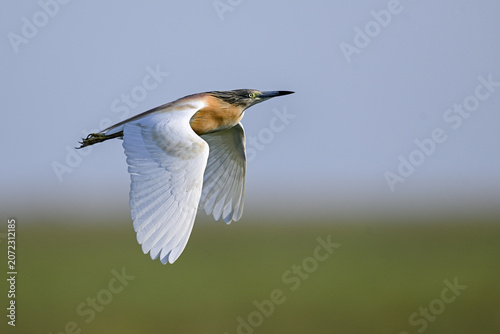 Quadro em tela squacco heron gliding with wings fully extended over soft blue and green tones
