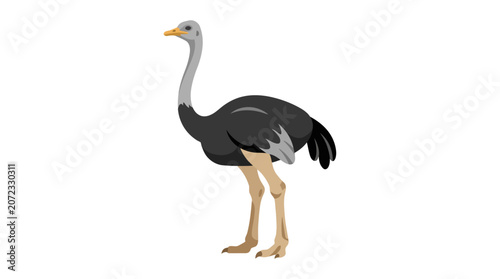 Canvastavla Large ostrich bird standing isolated on white background.