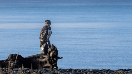 Juvenile Bald Eagle on Driftwood Stump at Homer Spit, Kachemak Bay, Alaska