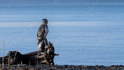 Juvenile Bald Eagle on Driftwood Stump at Homer Spit, Kachemak Bay, Alaska
