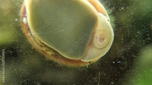 Gros plan sur un escargot dans un aquarium.