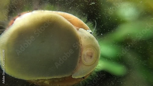 Gros plan sur un escargot dans un aquarium.