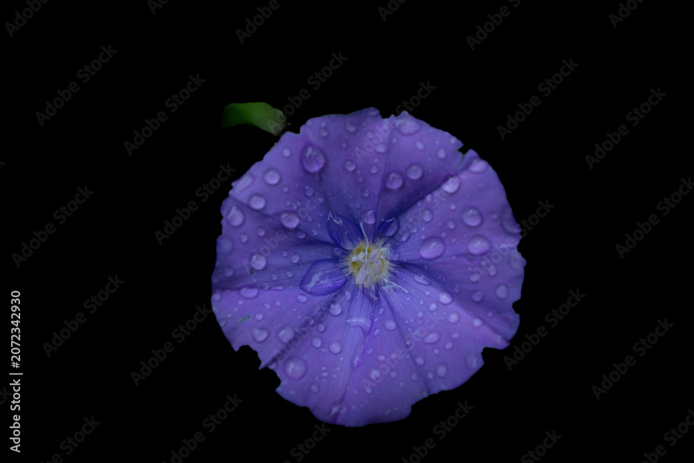 Naklejka premium violet flower isolated on black
