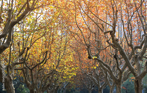 Light and shadow on a plane tree avenue in autumn