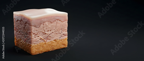 Human skin anatomy block showing epidermis dermis and fat layer with vessel and fiber