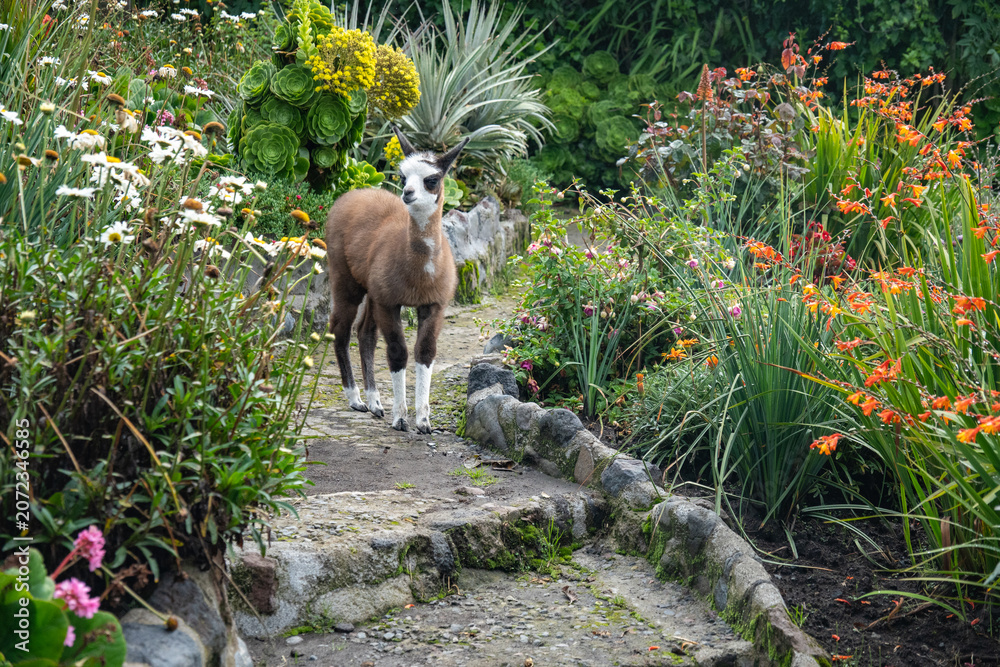 Fototapeta premium Baby llama on a path at an ecolodge near Cotopaxi National Park, in Ecuador
