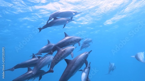 Slow motion video of a pod of spinner dolphins swimming through crystal clear blue water in the Red Sea, Egypt.