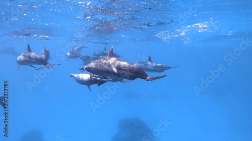 Slow motion video of a pod of spinner dolphins swimming through crystal clear blue water in the Red Sea, Egypt.