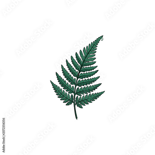 Realistic Green Fern Frond With Finely Segmented Leaflets Visible Venation And A Delicate Water Droplet Suspended At The Uppermost Tip Vector Illustration