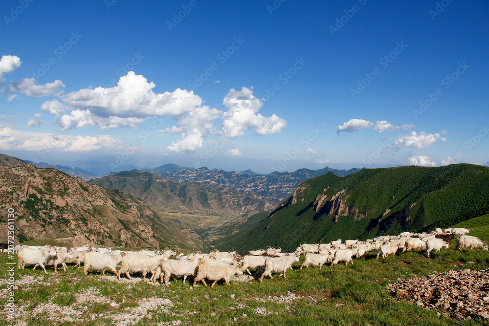 Fototapeta premium Sheep Herd Grazing on Mountain Slope Under Clear Blue Sky