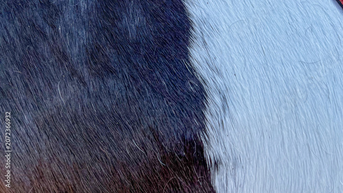Fotografía Close-Up Texture of Horse Coat with Natural Hair Detail